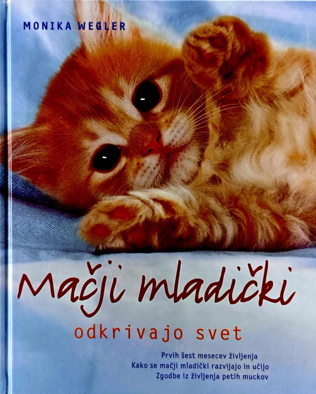 Mačji mladički odkrivajo svet